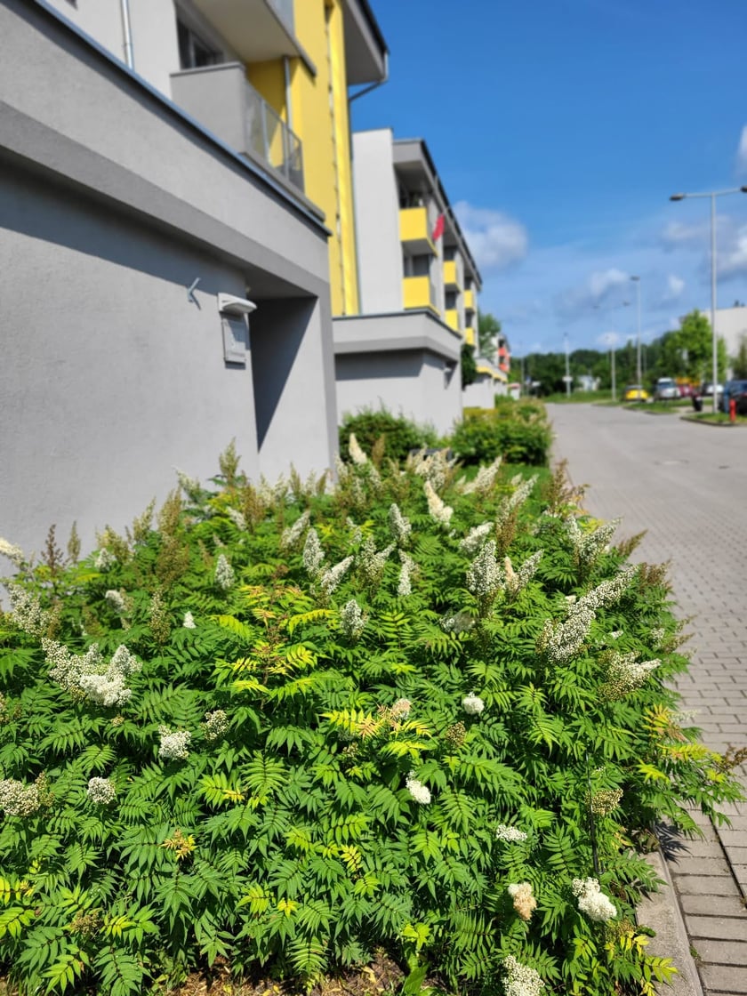 Leśnica, osiedle TBS Wrocław, nowe nasadzenia roślin
