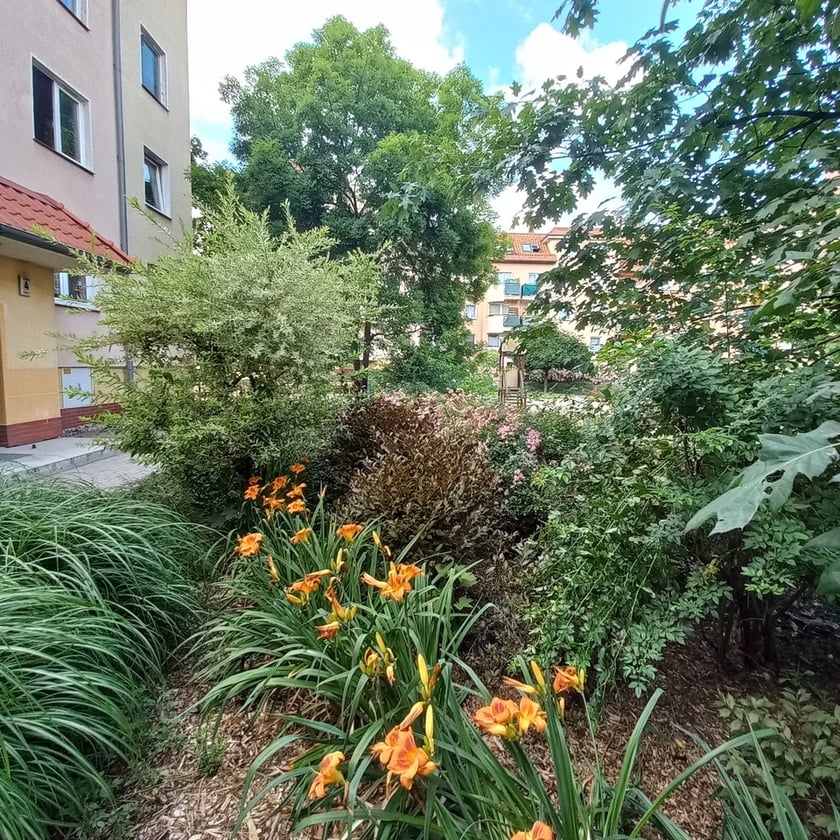 Psie Pole, osiedle TBS Wrocłąw, nowe nasadzenia roslin