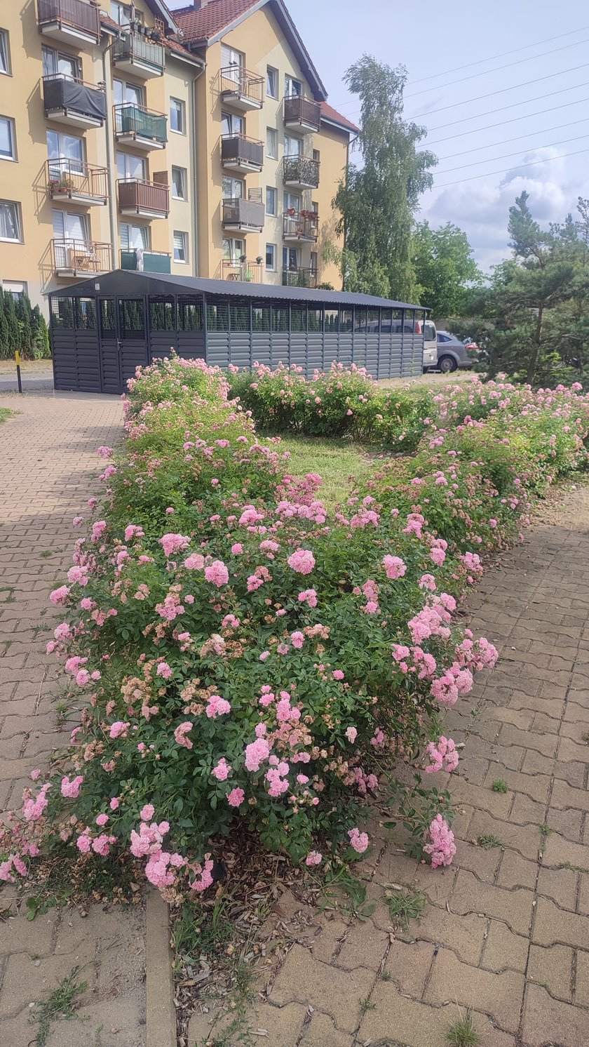 Stabłowice TBS Wrocław nowe rośliny
