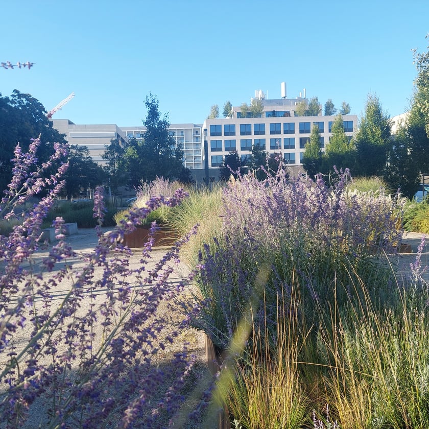 Odnowiona część&nbsp;podw&oacute;rza w kwartale ulic raniborska&mdash;Dobra&mdash;Legnicka&mdash;Trzemeska