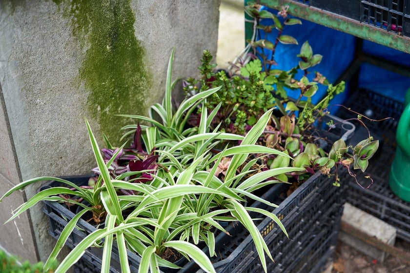 Targ na Ptasiej na wrocławskim osiedlu Nadodrze
