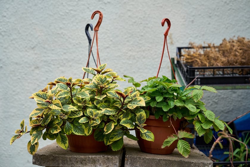Targ na Ptasiej na wrocławskim osiedlu Nadodrze