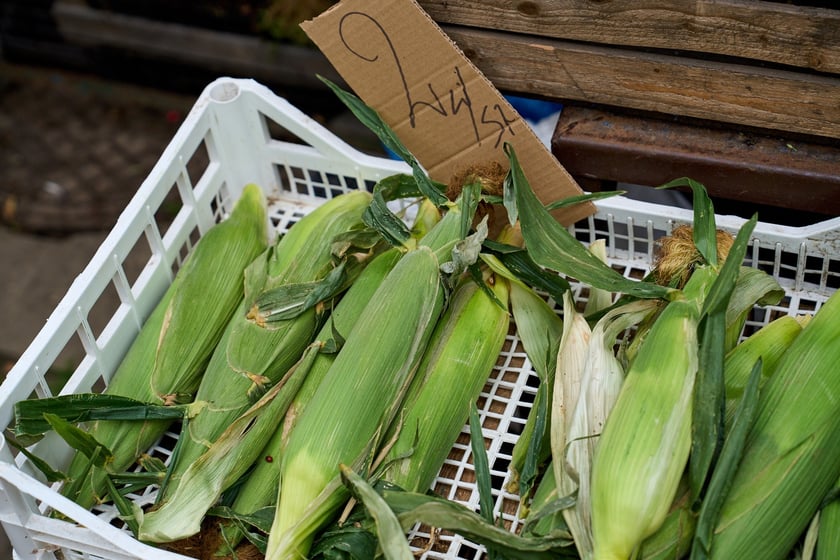 Targ na Ptasiej na wrocławskim osiedlu Nadodrze