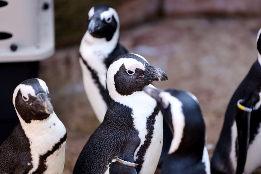 Obrączkowanie pingwinów przylądkowych w ZOO Wrocław