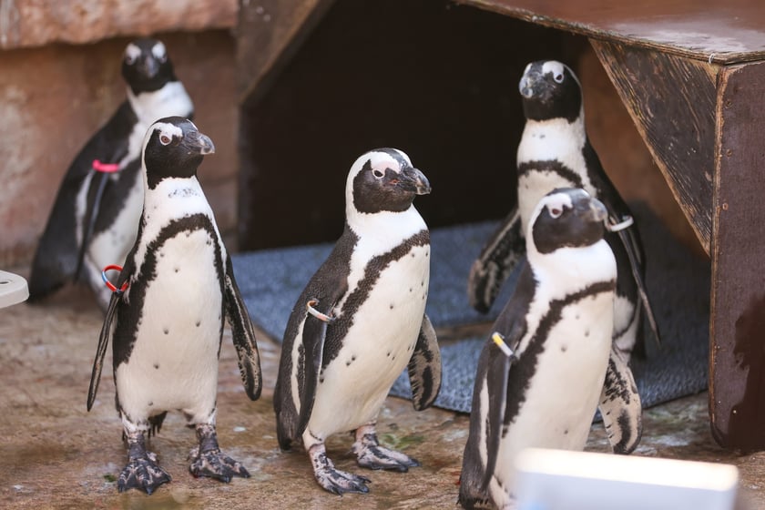 Obrączkowanie pingwinów przylądkowych w ZOO Wrocław
