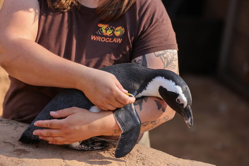 Obrączkowanie pingwinów przylądkowych w ZOO Wrocław