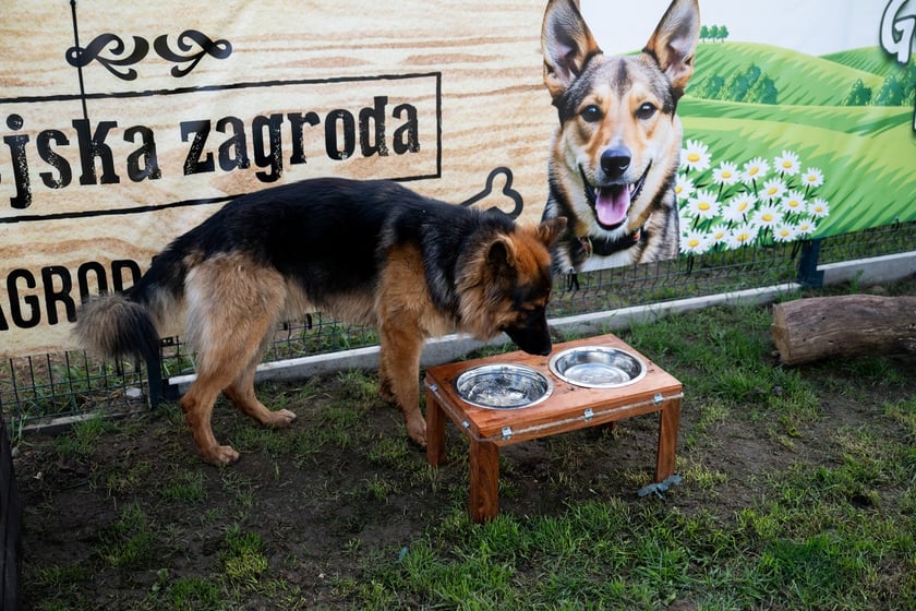 TOZ&nbsp;Schronisko dla Bezdomnych Zwierząt &ndash; otwarcie trzech nowych wybieg&oacute;w