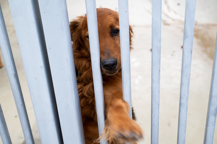 TOZ&nbsp;Schronisko dla Bezdomnych Zwierząt &ndash; otwarcie trzech nowych wybieg&oacute;w (skorzystają z nich podopieczni)