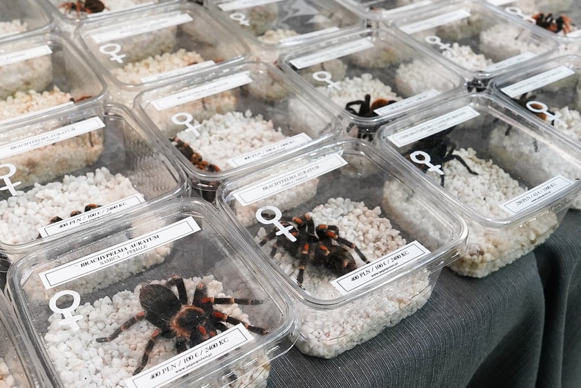 Targi ZooEgzotyka w Hali Orbita w niedzielę 21 września 2025