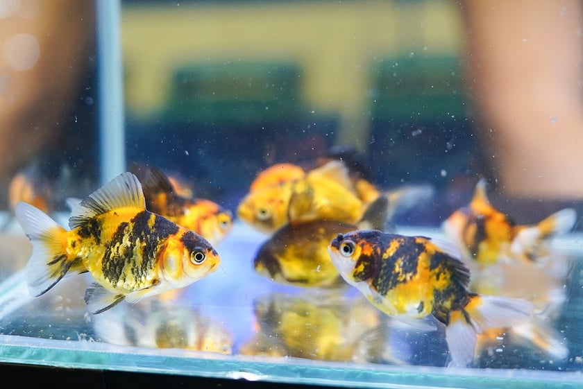 Targi ZooEgzotyka w Hali Orbita w niedzielę 21 września 2025