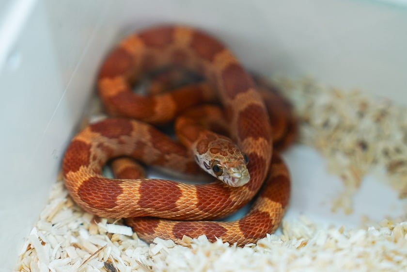 Targi ZooEgzotyka w Hali Orbita w niedzielę 21 września 2025