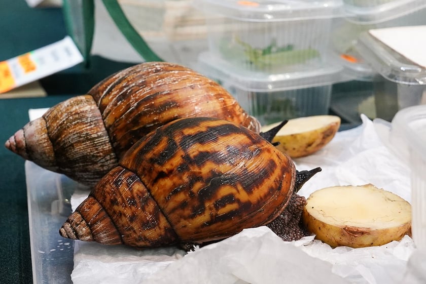 Targi ZooEgzotyka w Hali Orbita w niedzielę 21 września 2025