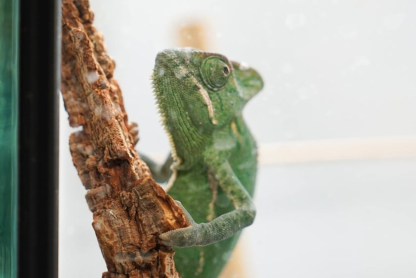 Targi ZooEgzotyka w Hali Orbita w niedzielę 21 września 2025