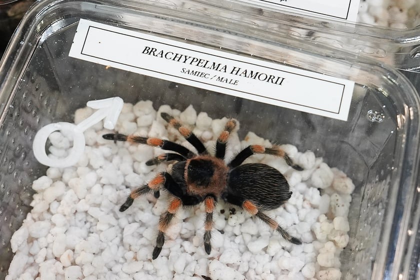 Targi ZooEgzotyka w Hali Orbita w niedzielę 21 września 2025