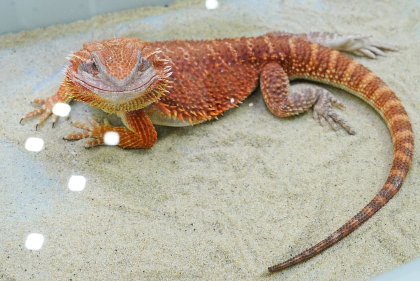 Targi ZooEgzotyka w Hali Orbita w niedzielę 21 września 2025