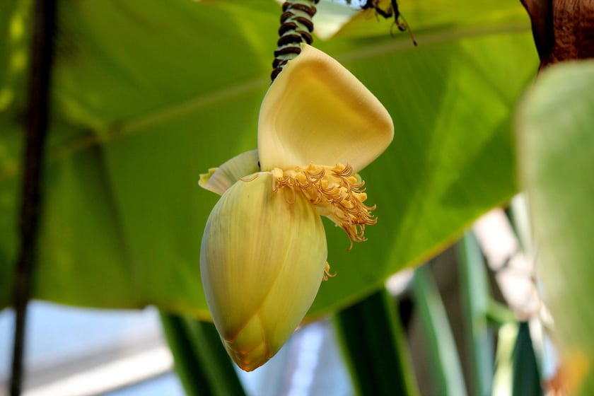 W Ogrodzie Botanicznym UWr we Wrocławiu, wrzesień 2025