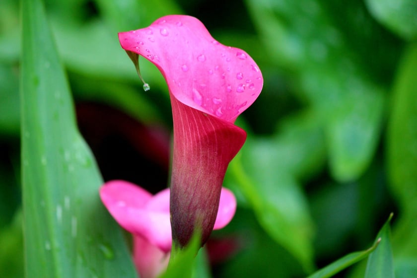 W Ogrodzie Botanicznym UWr we Wrocławiu, wrzesień 2025