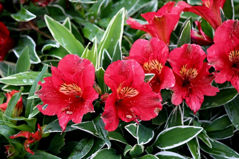 W Ogrodzie Botanicznym UWr we Wrocławiu, wrzesień 2025