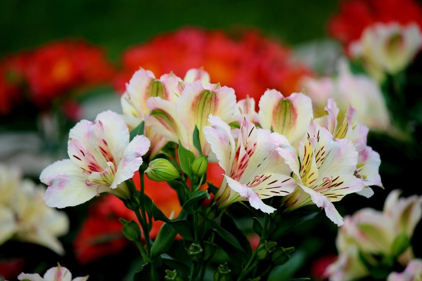 W Ogrodzie Botanicznym UWr we Wrocławiu, wrzesień 2025