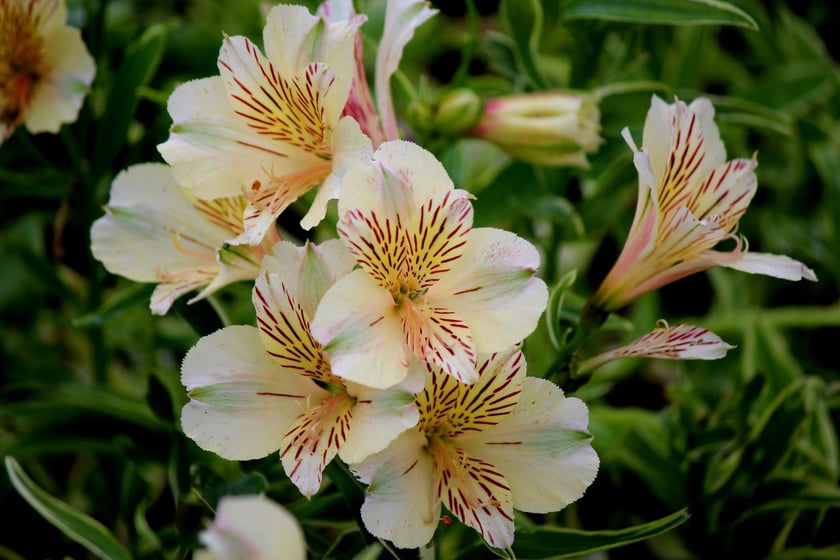 W Ogrodzie Botanicznym UWr we Wrocławiu, wrzesień 2025