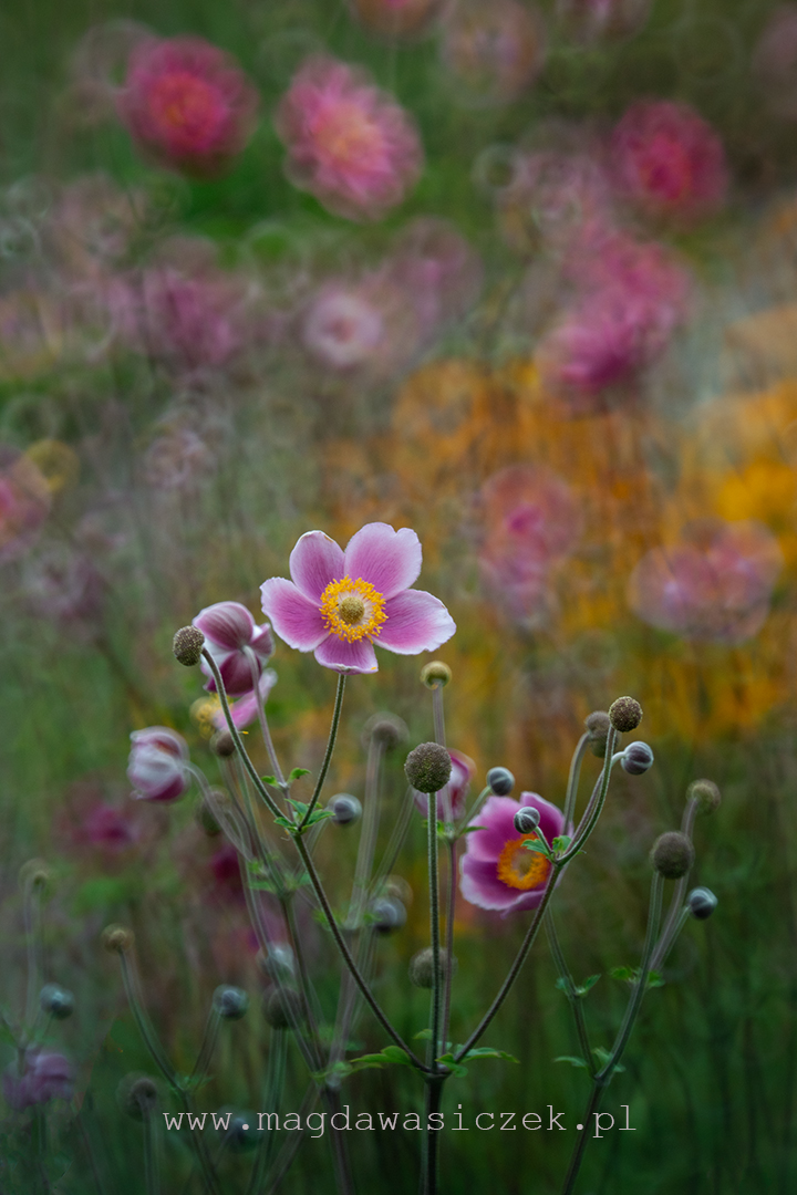 Rośliny w Arboretum Wojsławice, wrzesień 2025