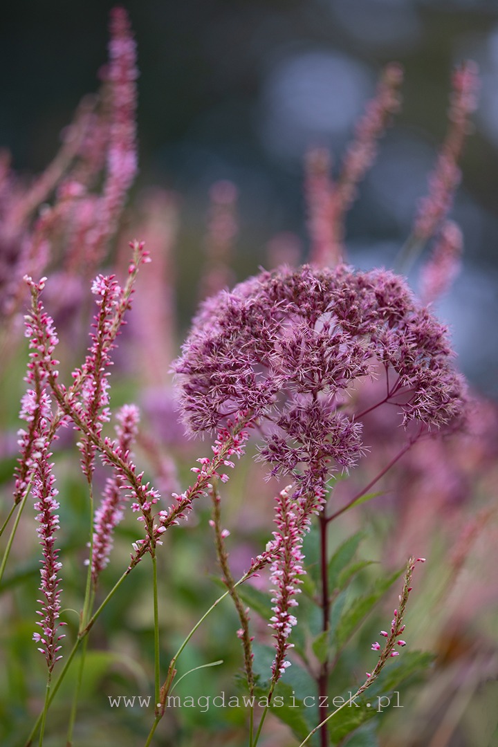 Rośliny w Arboretum Wojsławice, wrzesień 2025
