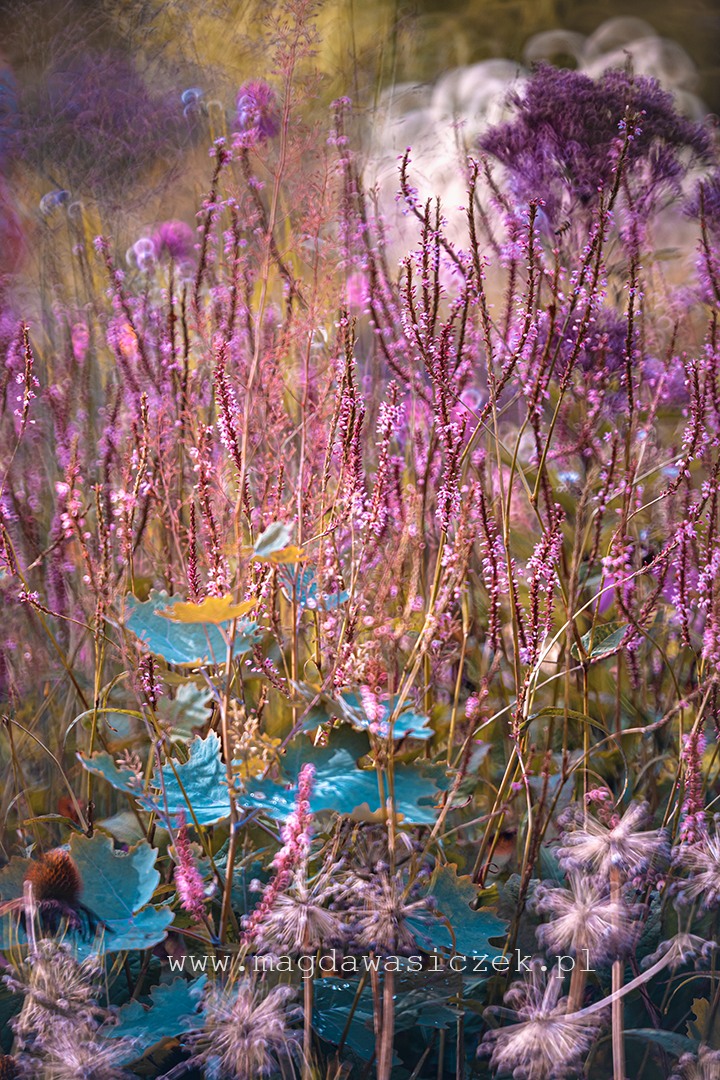 Rośliny w Arboretum Wojsławice, wrzesień 2025