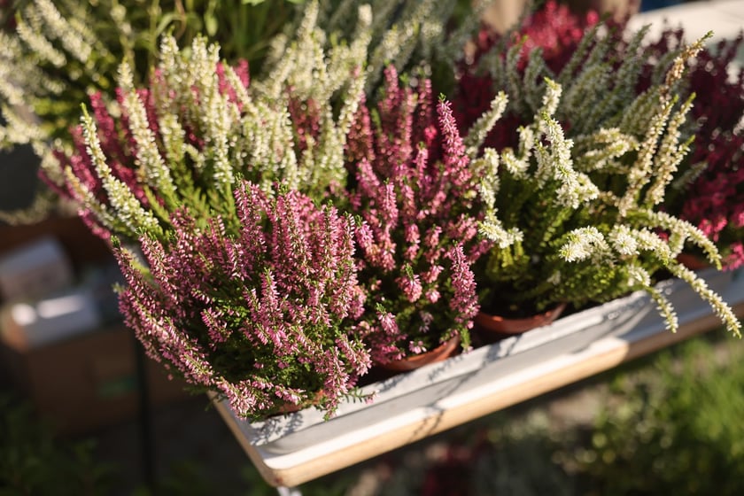 Aglomeracyjny Piknik Komunikacyjny we Wrocławiu
