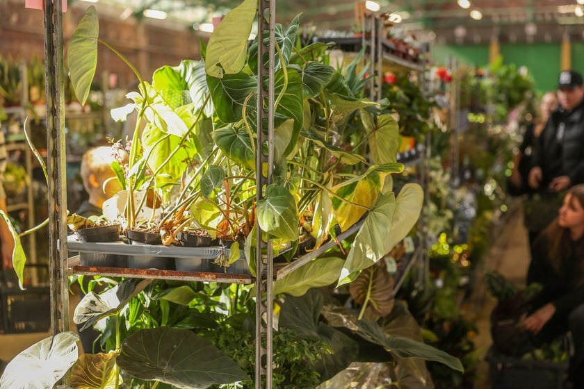 Festiwal Roślin w Czasoprzestrzeni