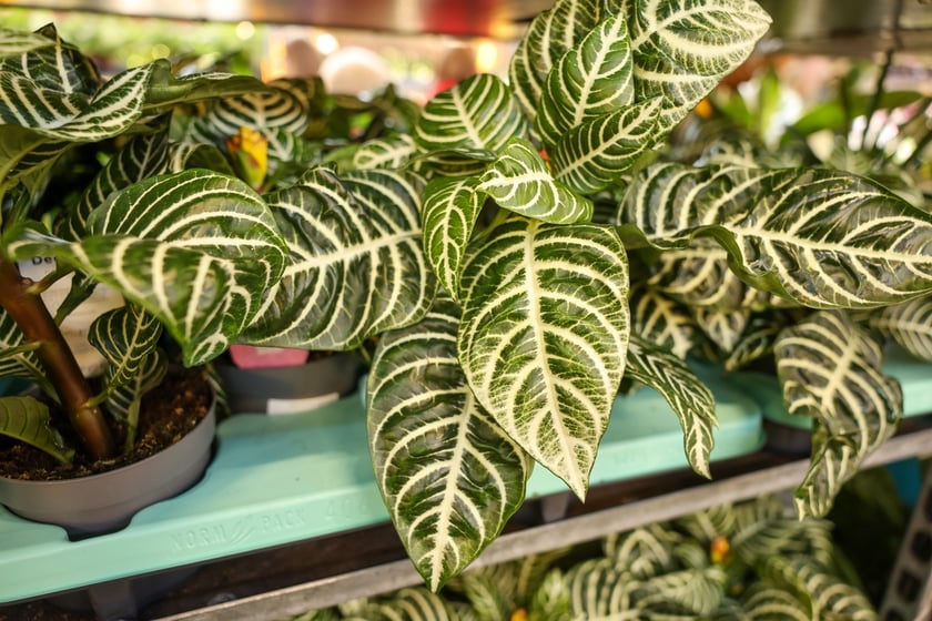 Festiwal Roślin w Czasoprzestrzeni