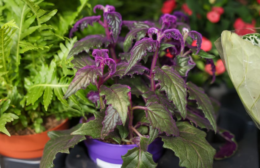 Festiwal Roślin w Czasoprzestrzeni