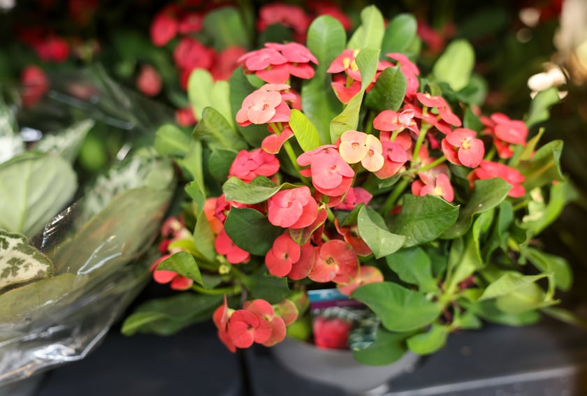 Festiwal Roślin w Czasoprzestrzeni