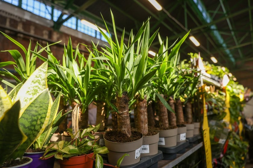 Festiwal Roślin w Czasoprzestrzeni