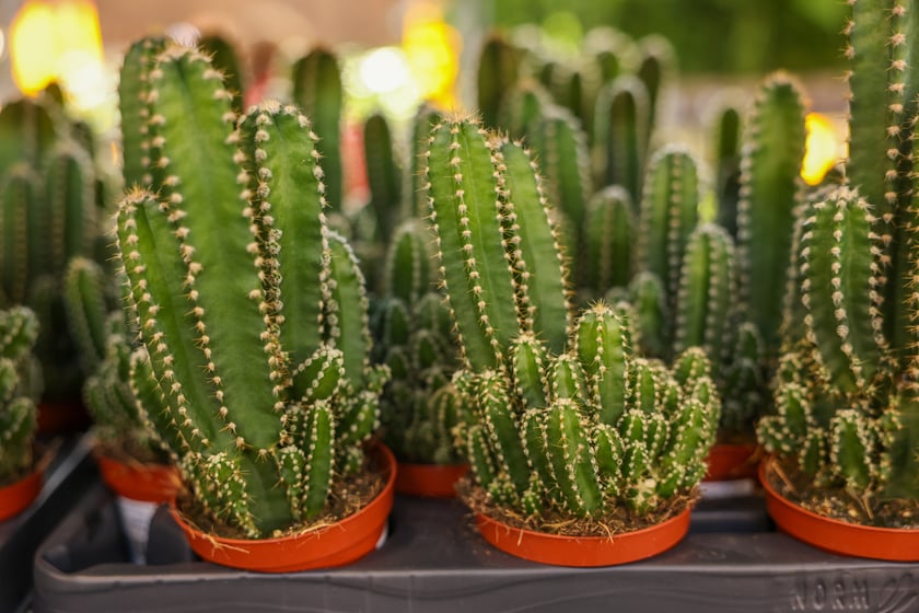 Festiwal Roślin w Czasoprzestrzeni