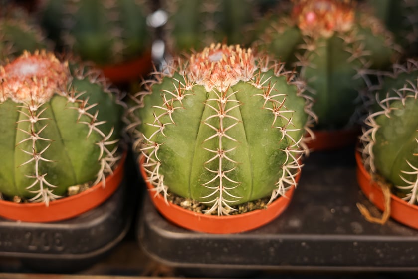 Festiwal Roślin w Czasoprzestrzeni