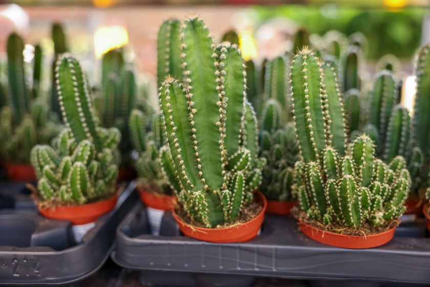 Festiwal Roślin w Czasoprzestrzeni