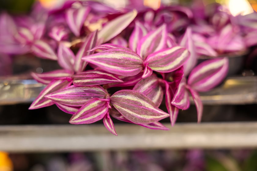 Festiwal Roślin w Czasoprzestrzeni