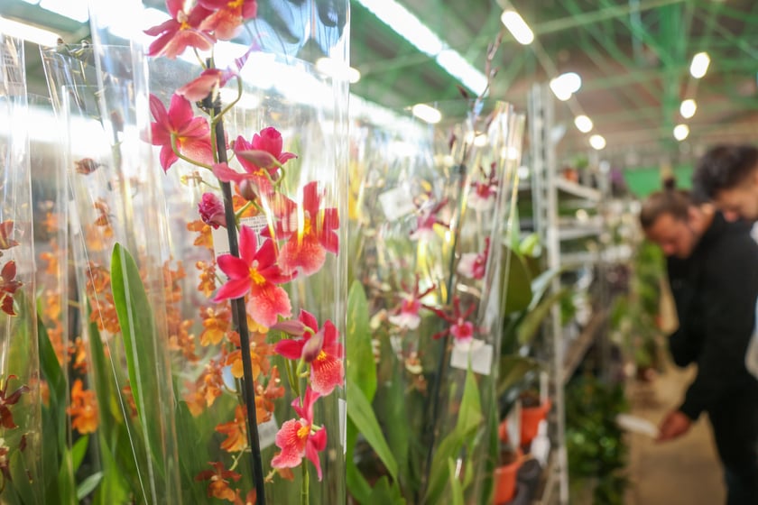 Festiwal Roślin w Czasoprzestrzeni