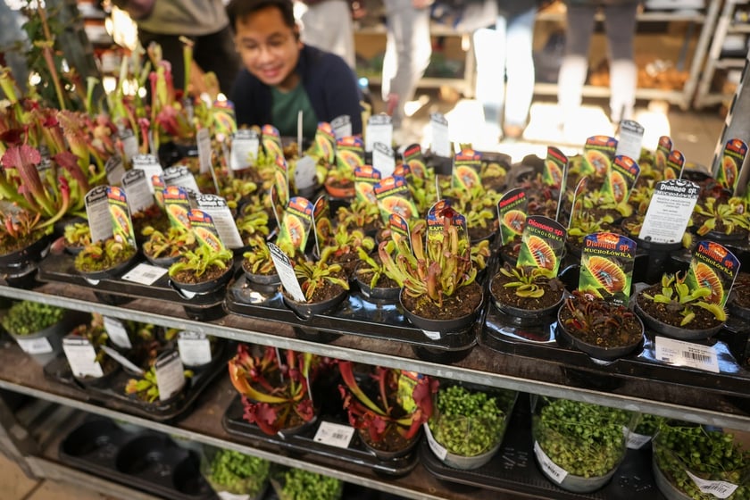 Festiwal Roślin w Czasoprzestrzeni