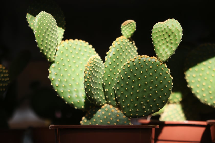 Festiwal Roślin w Czasoprzestrzeni