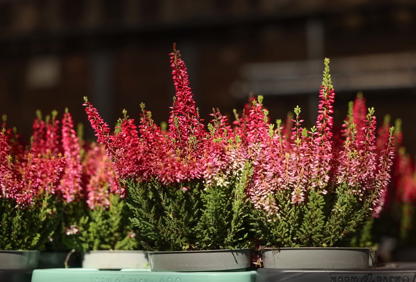 Festiwal Roślin w Czasoprzestrzeni