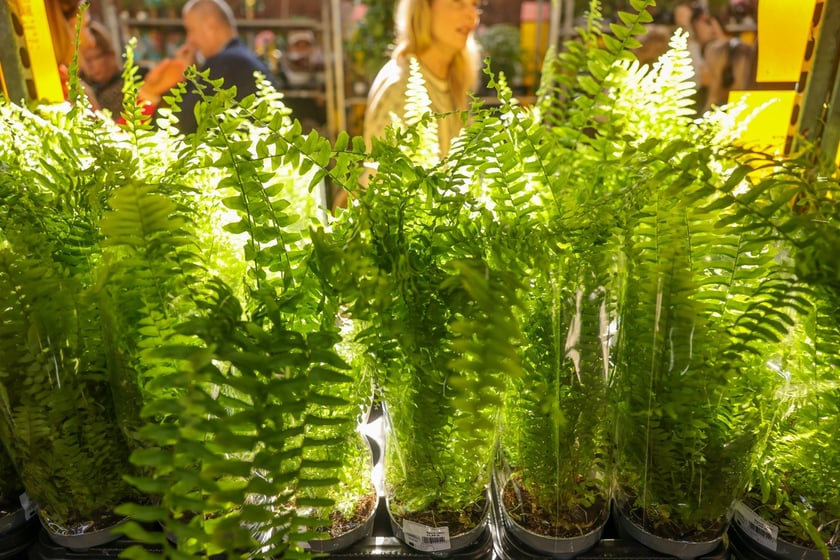 Festiwal Roślin w Czasoprzestrzeni