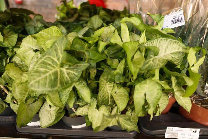 Festiwal Roślin w Czasoprzestrzeni