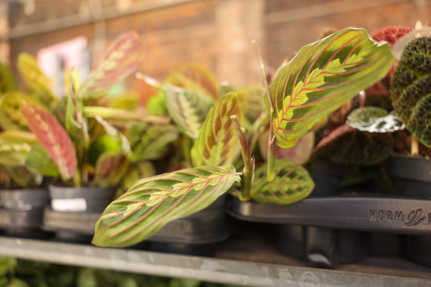 Festiwal Roślin w Czasoprzestrzeni