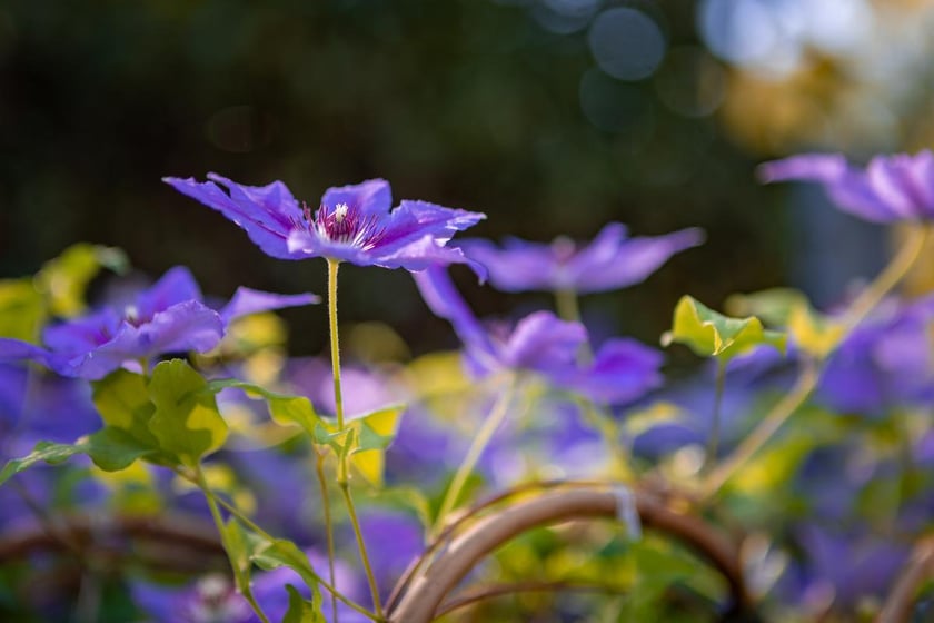 Kiermasz ogrodniczy Pamiętajcie o ogrodach na Partynicach