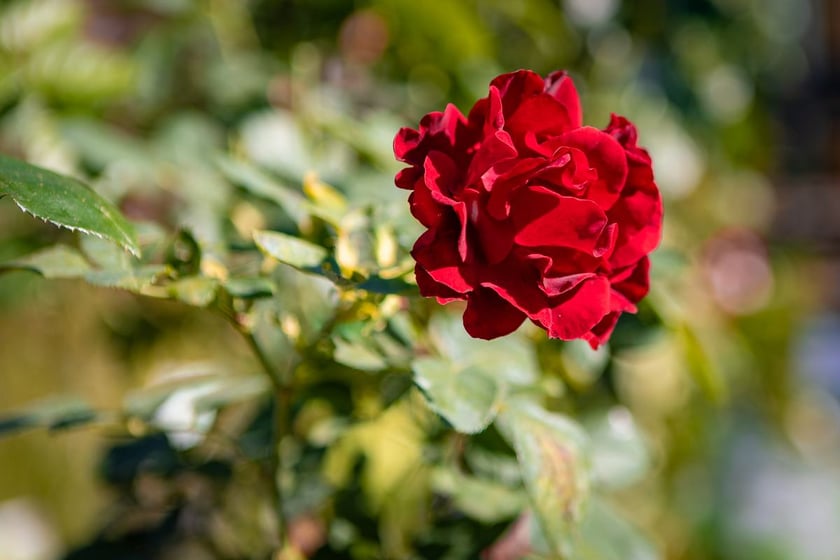 Kiermasz ogrodniczy Pamiętajcie o ogrodach na Partynicach