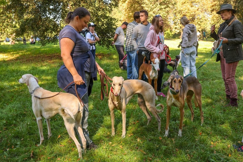 Great Global Greyhound Walk 2025 we Wrocławiu, 28.09.2025 r.