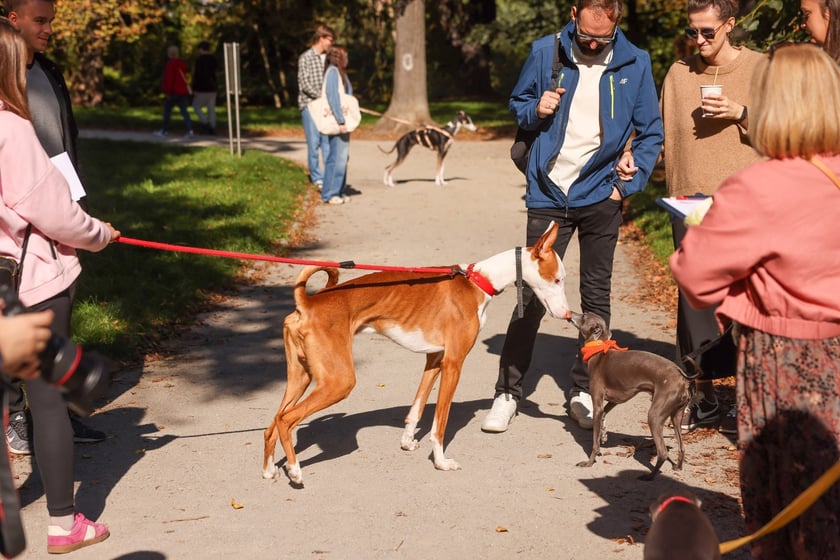 Great Global Greyhound Walk 2025 we Wrocławiu, 28.09.2025 r.