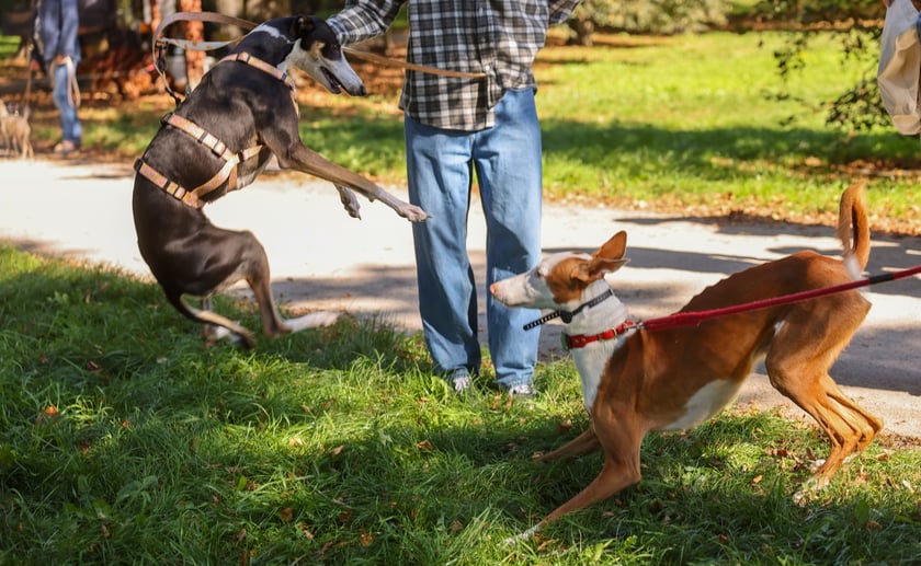 Great Global Greyhound Walk 2025 we Wrocławiu, 28.09.2025 r.