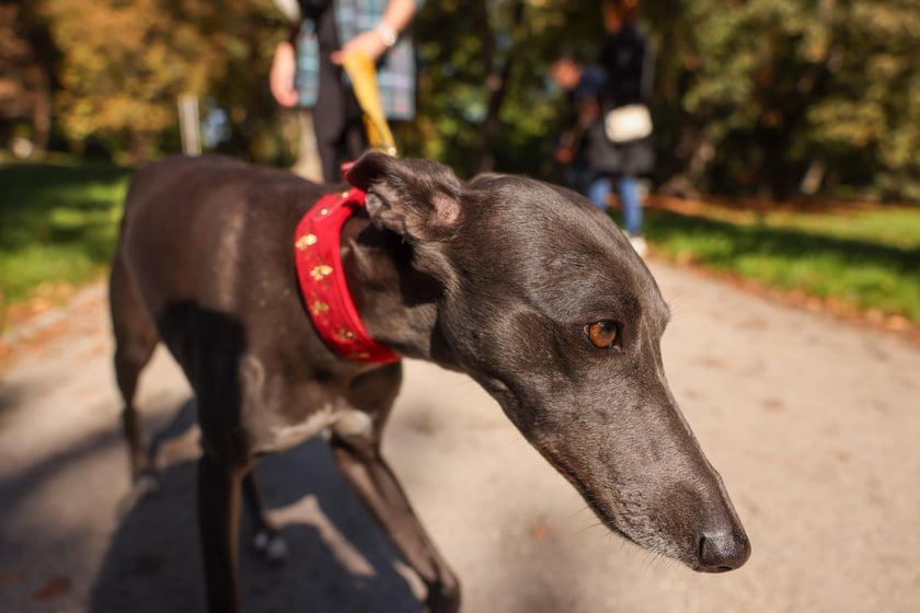Great Global Greyhound Walk 2025 we Wrocławiu, 28.09.2025 r.
